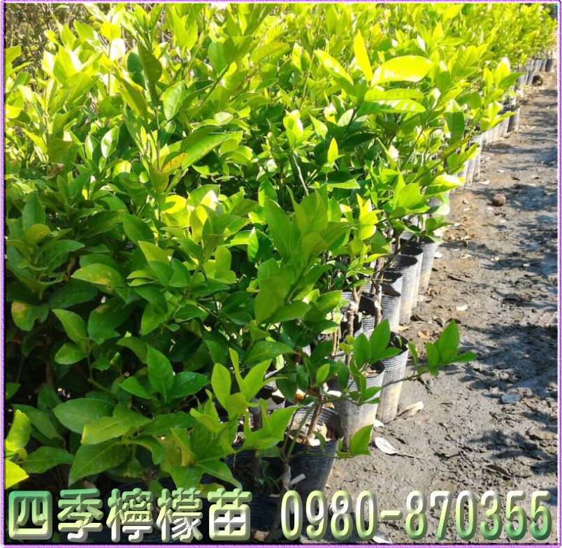 四季檸檬苗,森聯茂種苗園,0980-870355,四季檸檬苗買賣,檸檬苗,四季檸檬樹苗,四季檸檬種苗,四季檸檬果苗,檸檬苗買賣,檸檬苗批發