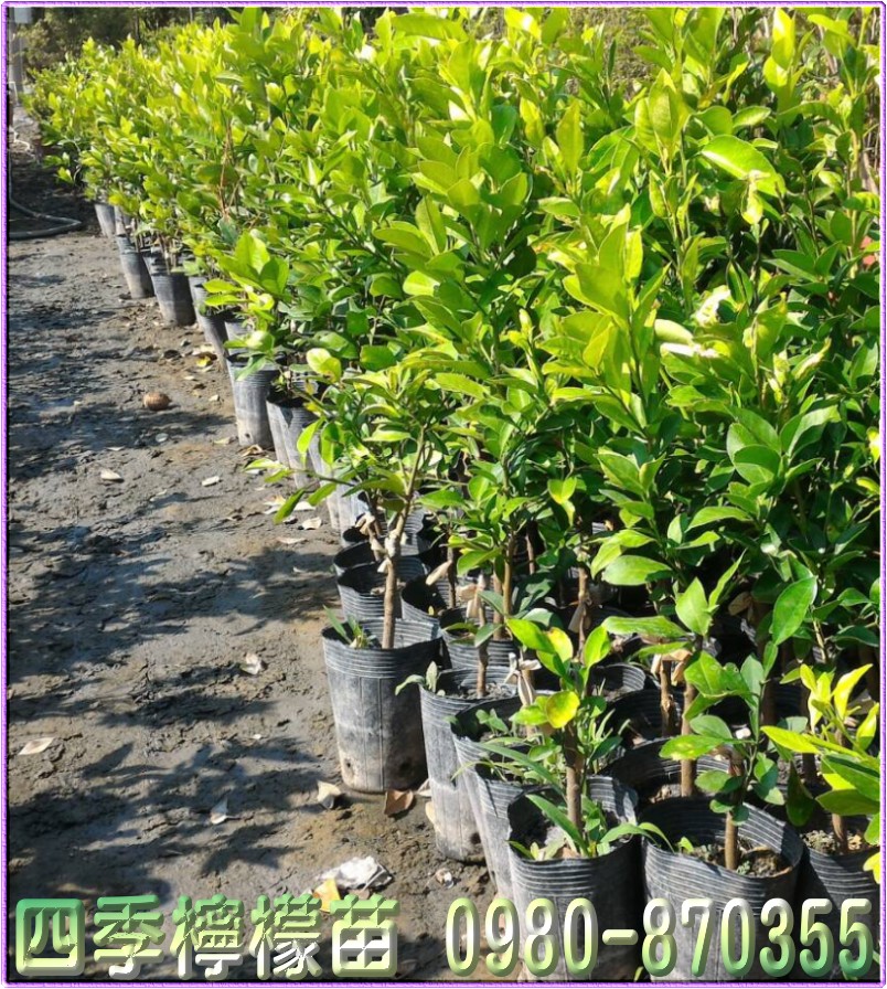 四季檸檬苗,森聯茂種苗園,0980-870355,四季檸檬苗買賣,檸檬苗,四季檸檬樹苗,四季檸檬種苗,四季檸檬果苗,檸檬苗買賣,檸檬苗批發