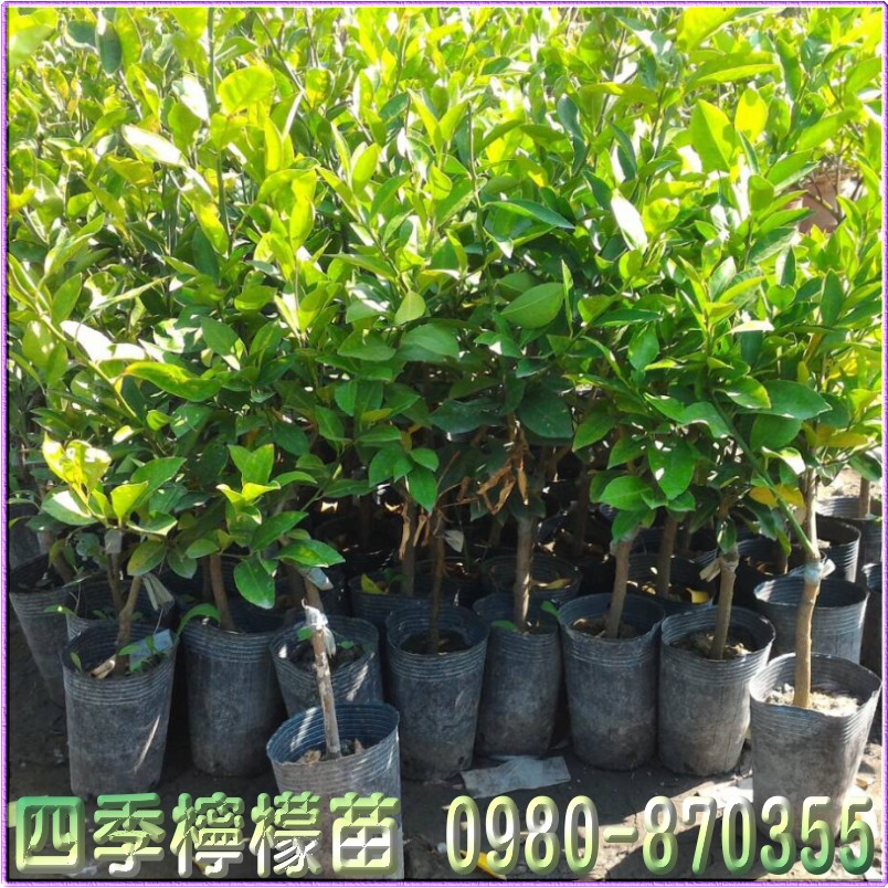 四季檸檬苗,森聯茂種苗園,0980-870355,四季檸檬苗買賣,檸檬苗,四季檸檬樹苗,四季檸檬種苗,四季檸檬果苗,檸檬苗買賣,檸檬苗批發