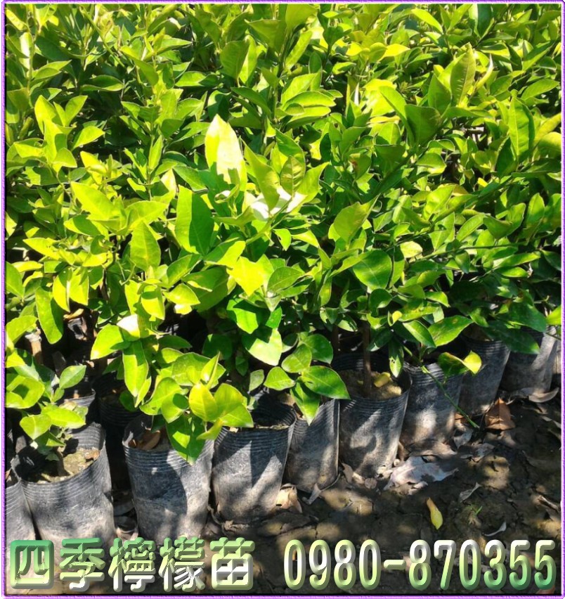 四季檸檬苗,森聯茂種苗園,0980-870355,四季檸檬苗買賣,檸檬苗,四季檸檬樹苗,四季檸檬種苗,四季檸檬果苗,檸檬苗買賣,檸檬苗批發