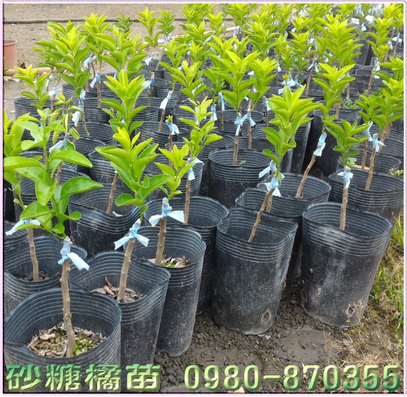 砂糖橘种苗