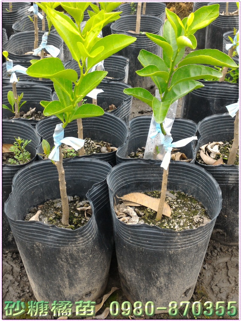 砂糖橘果苗