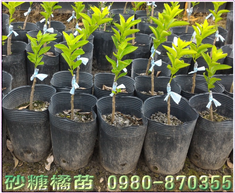 砂糖橘树苗