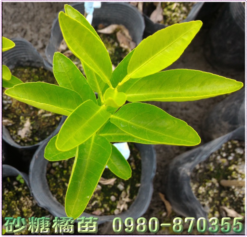 砂糖橘苗,砂糖橘苗买卖,砂糖橘苗批发