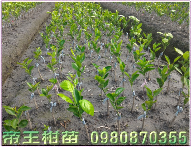 帝王柑树苗