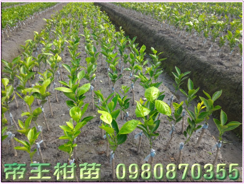 帝王柑种苗,帝王柑苗买卖,帝王柑苗批发