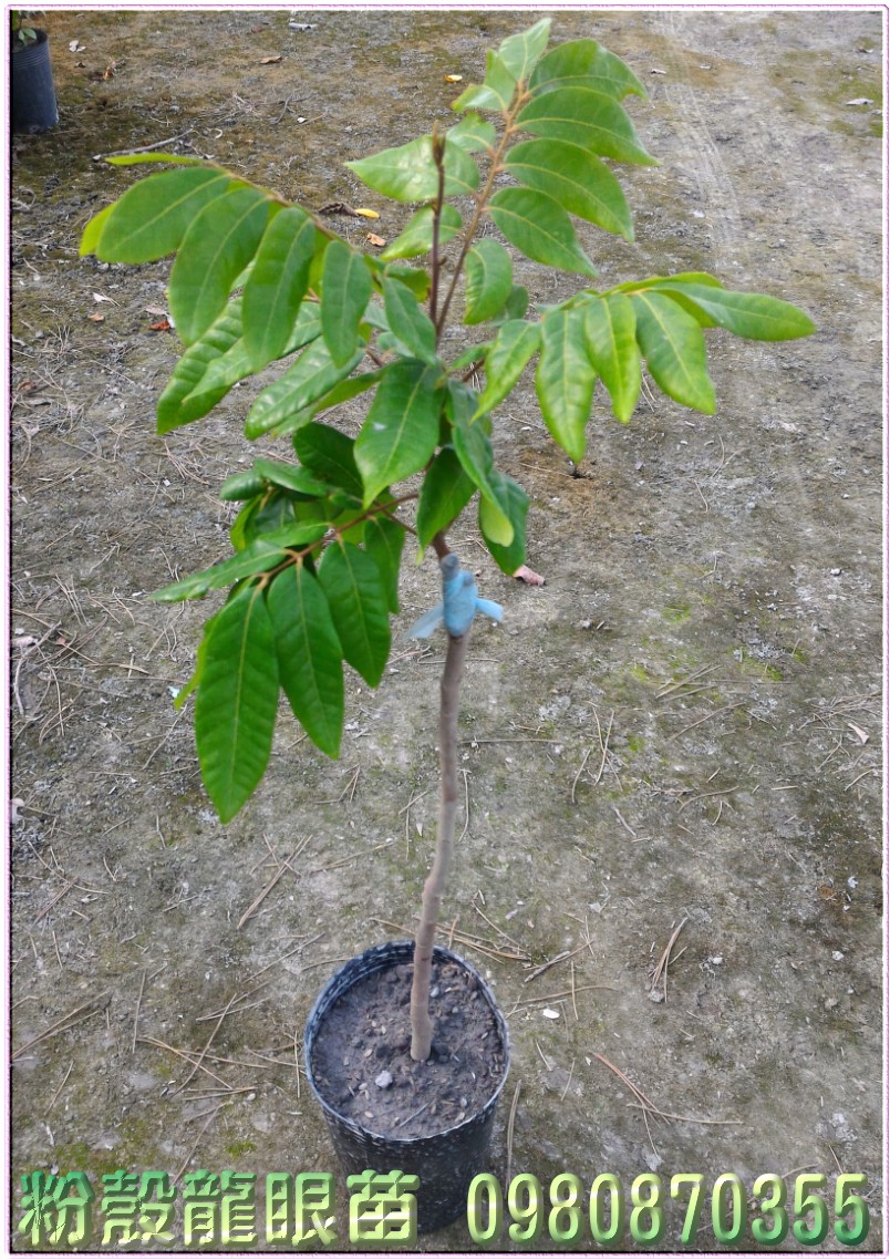 粉壳龙眼苗