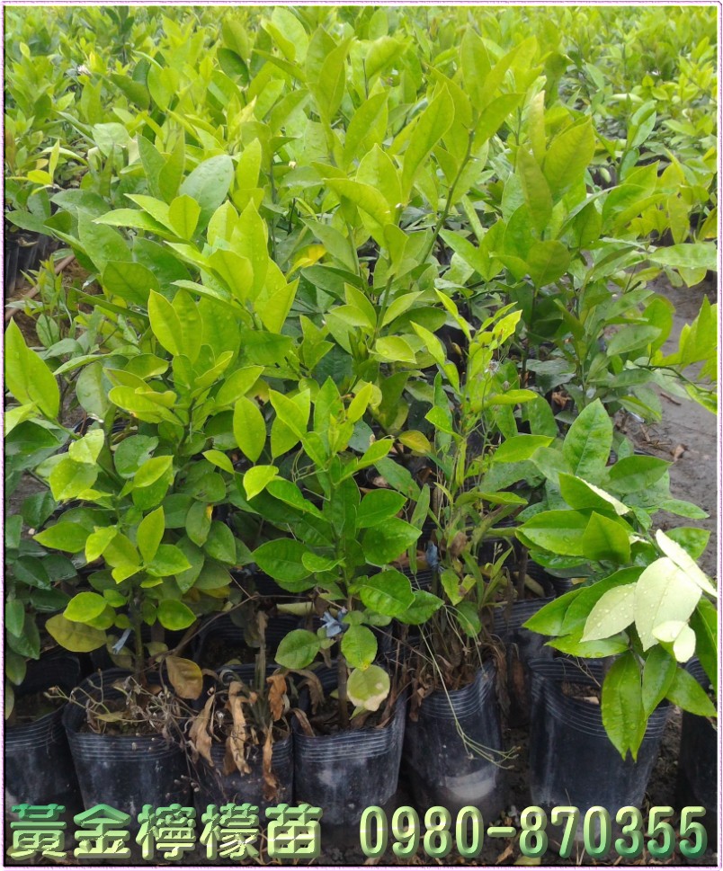 黄金柠檬树苗