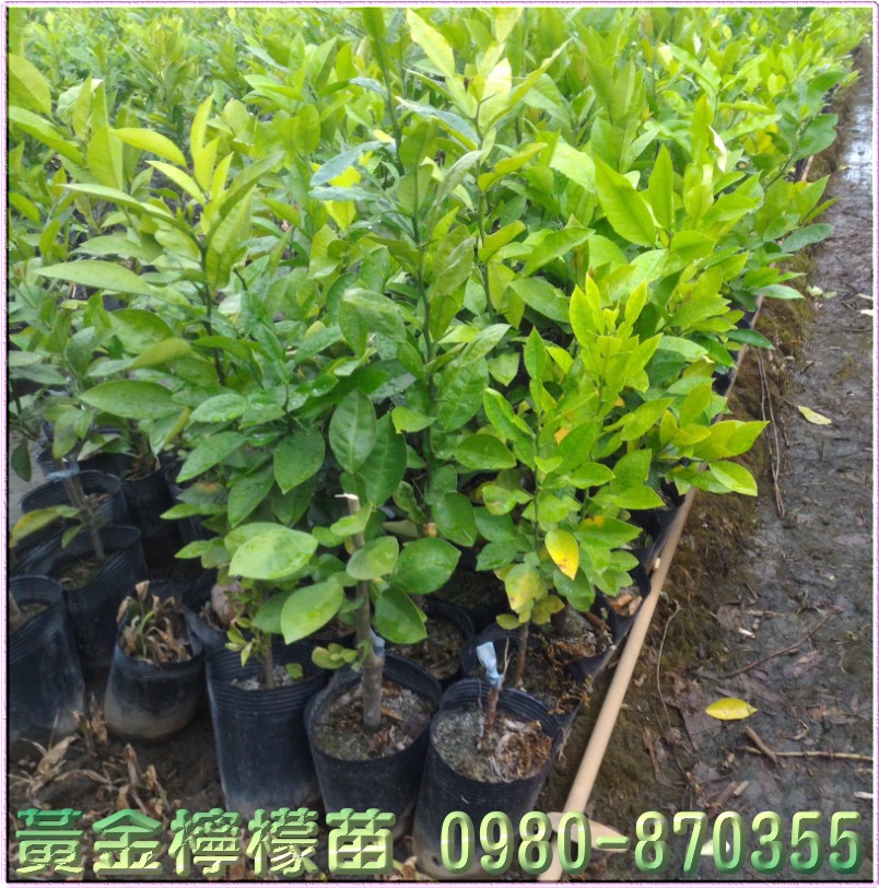 翡翠柠檬苗,柠檬苗