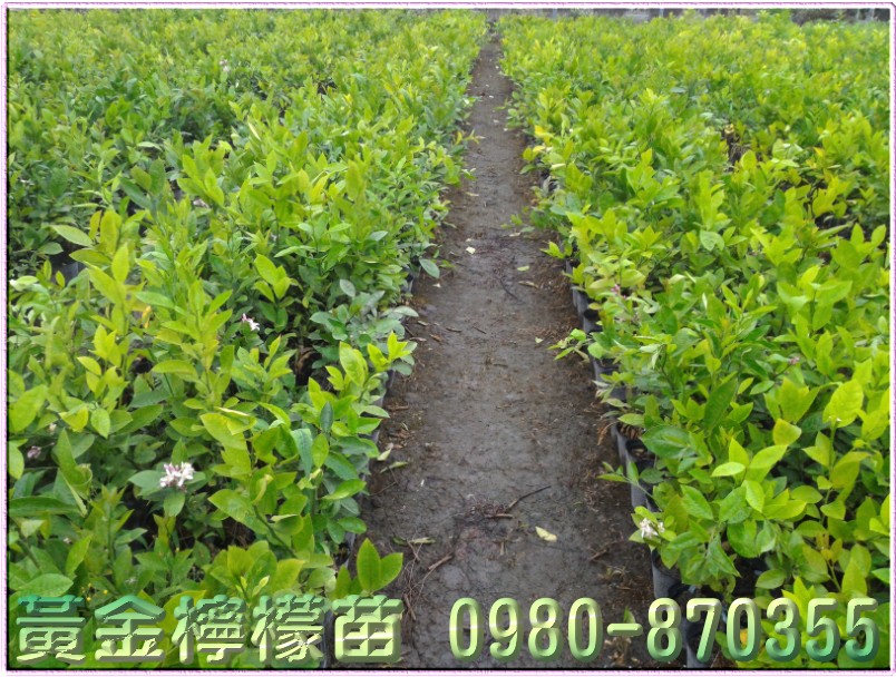 翡翠柠檬苗,柠檬幼苗