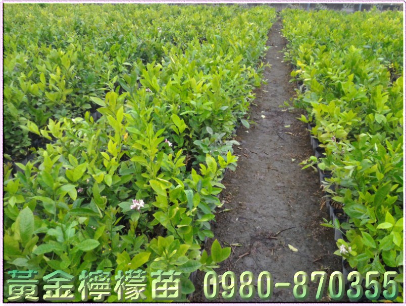 黄金柠檬苗买卖