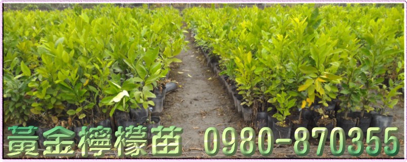 黄金柠檬树苗