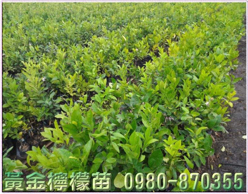 四季柠檬苗