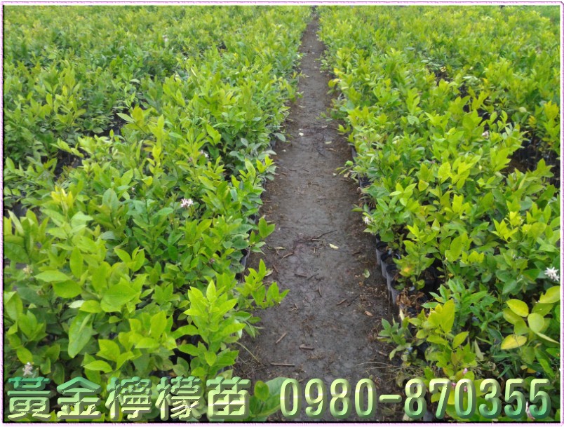 无籽柠檬苗