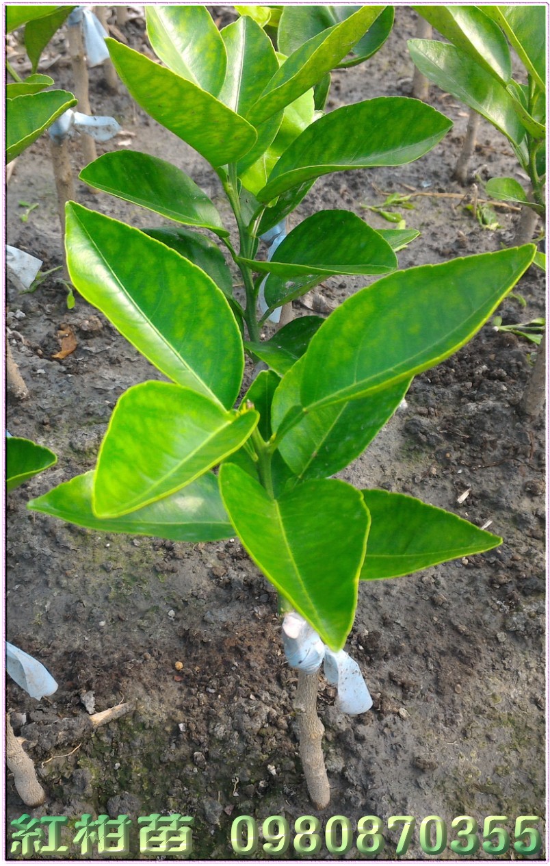 美人柑苗,红柑苗,森联茂种苗园,0980-870355,美人柑树苗,明尼桔柚苗,红柑树苗,红柑果苗,红柑种苗,红柑苗买卖,红柑苗批发