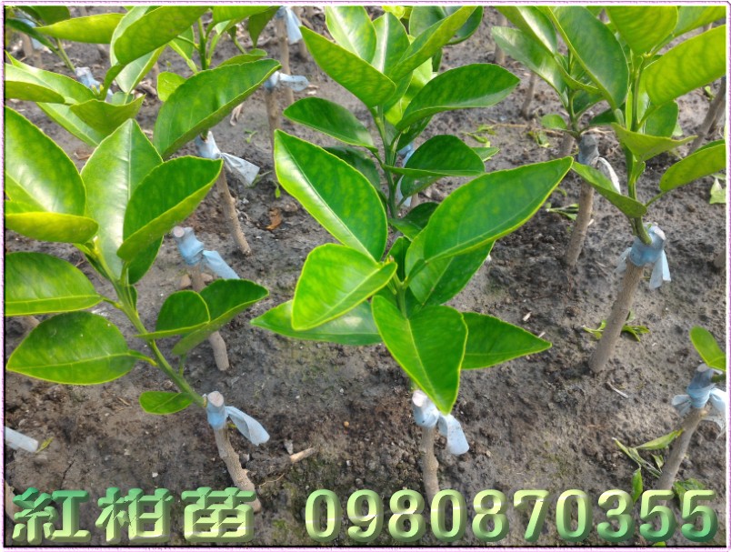 美人柑苗,红柑苗