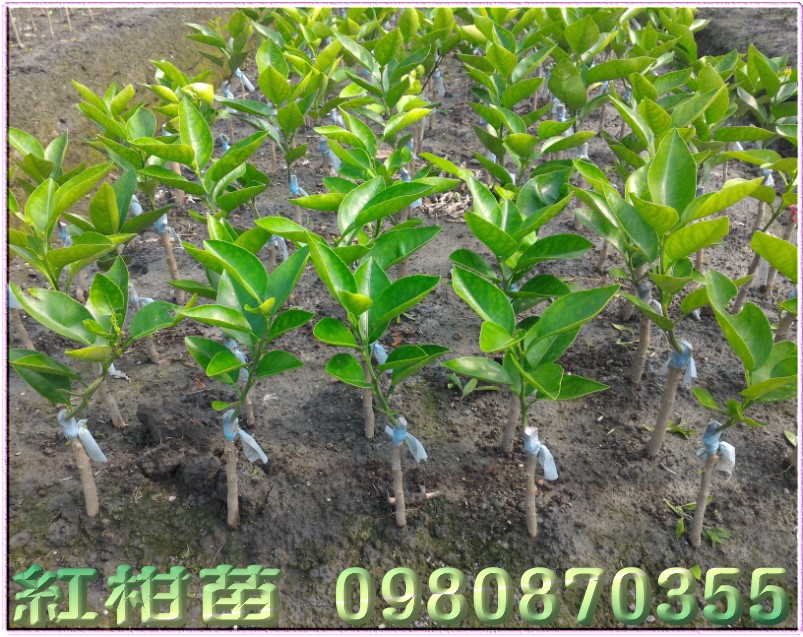 美人柑树苗,明尼桔柚苗