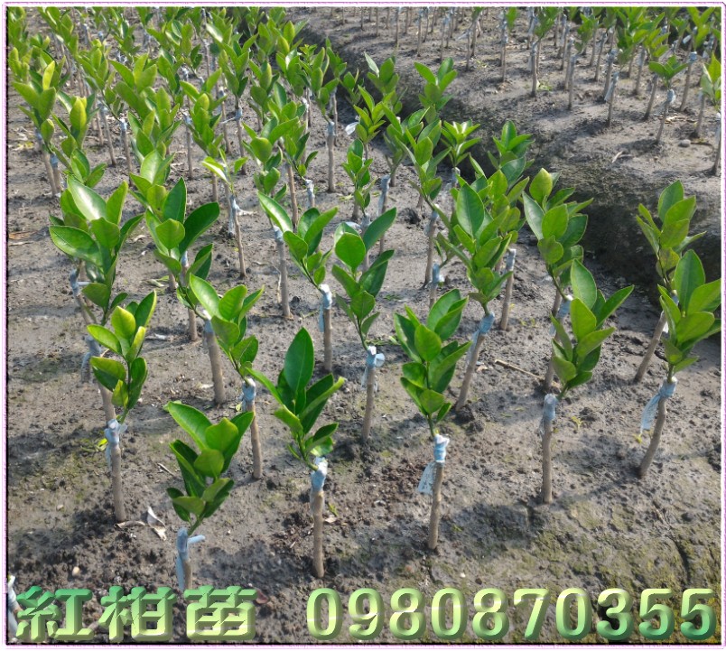 红柑树苗,红柑果苗,红柑种苗,红柑苗买卖,红柑苗批发