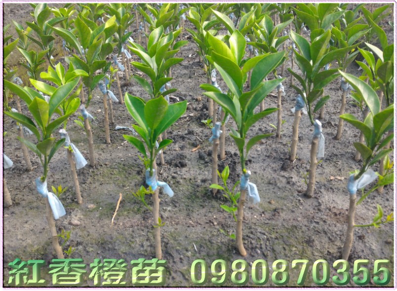 红香橙苗
