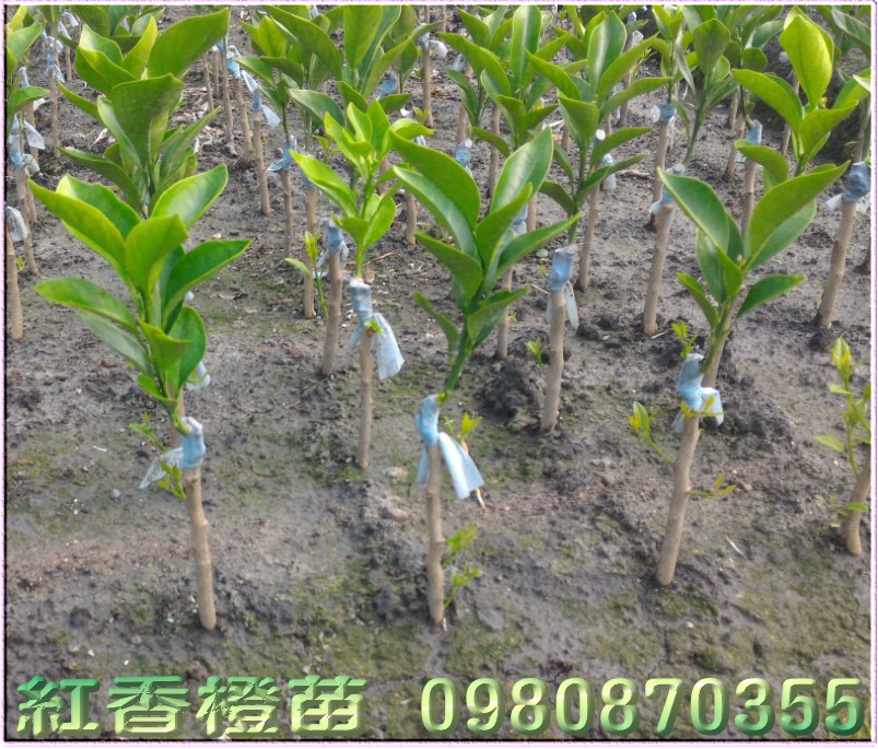 红江橙果苗,红香橙果苗