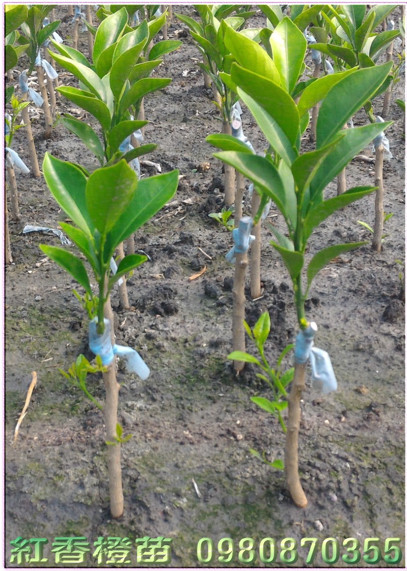 红江橙种苗,红香橙种苗,红江橙苗买卖,红香橙苗批发