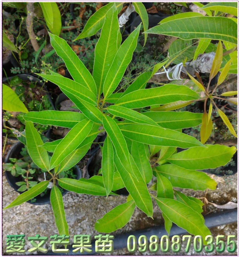 爱文芒果苗