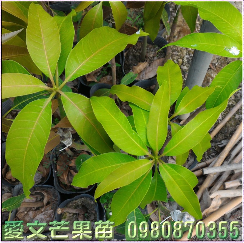 爱文芒果树苗