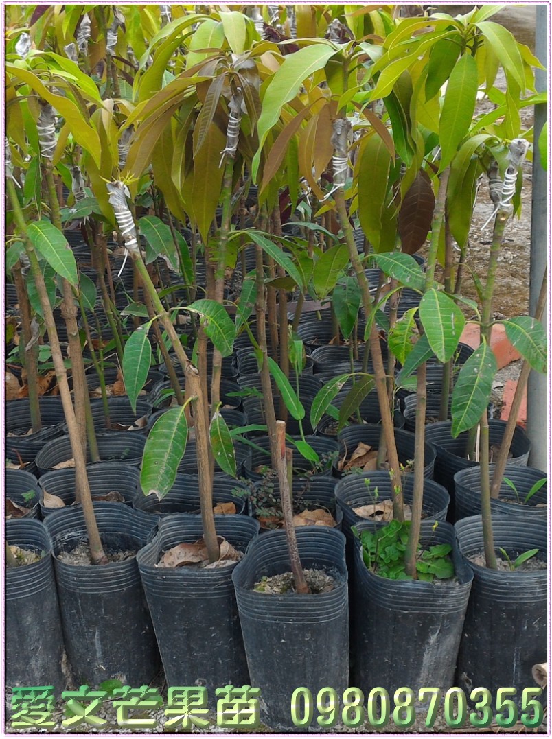 爱文芒果苗出售