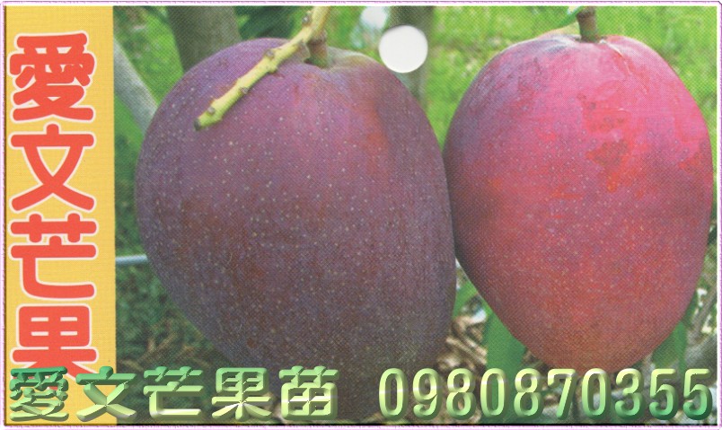 爱文芒果种苗,爱文芒果果苗,芒果树苗,芒果种苗,芒果果苗,芒果苗买卖,芒果苗批发