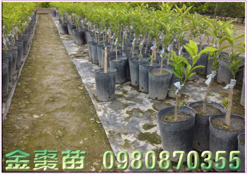 金柑树苗