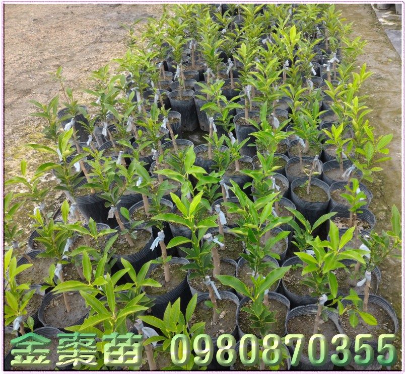 金柑苗买卖,金枣苗批发,金柑苗批发
