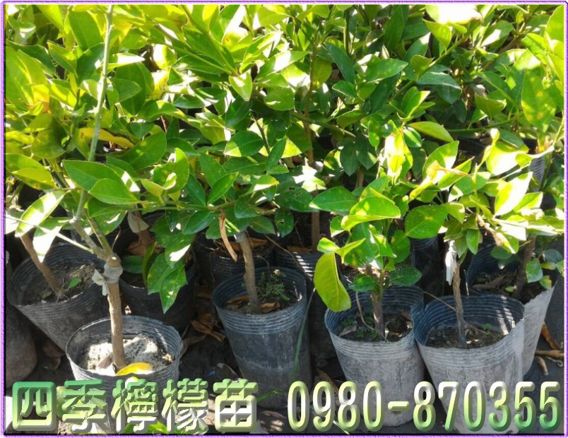 四季柠檬苗,柠檬树苗,柠檬苗,四季柠檬苗买卖,柠檬树苗买卖,柠檬苗买卖,四季柠檬苗批发,柠檬树苗批发,柠檬苗批发,森联茂种苗园,0980-870355,柠檬幼苗,柠檬嫁接苗,四季柠檬树苗