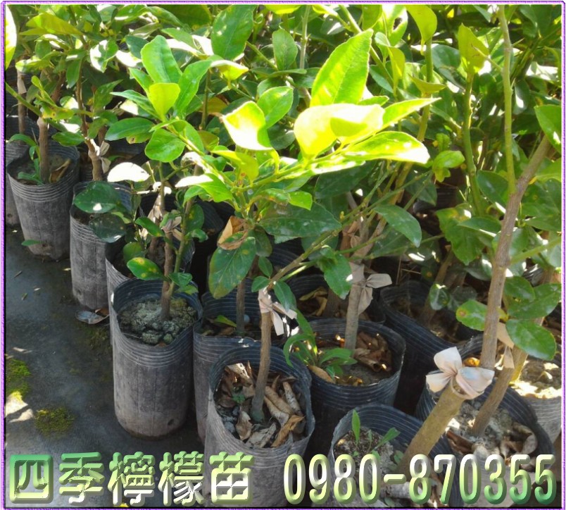四季柠檬苗