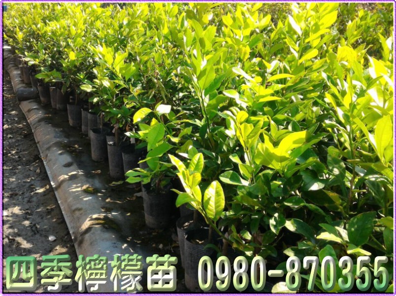 柠檬树苗