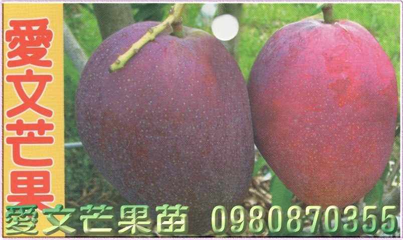 爱文芒果苗,爱文芒果树苗,爱文芒果苗出售,爱文芒果种苗,爱文芒果果苗,芒果树苗,芒果种苗,芒果果苗,芒果苗买卖,芒果苗批发