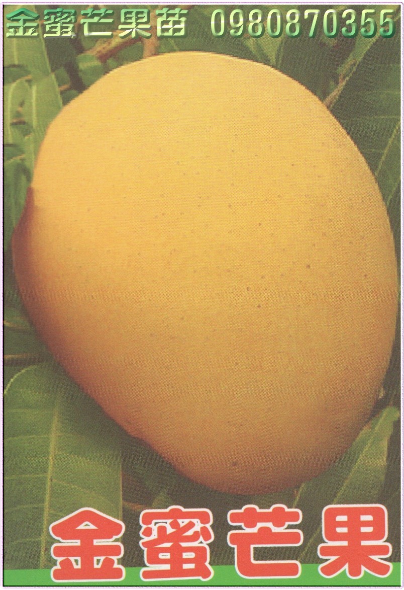 金蜜芒果苗,金蜜芒果树苗,金蜜芒果苗出售,金蜜芒果种苗,金蜜芒果果苗,芒果树苗,芒果种苗,芒果果苗,芒果苗买卖,芒果苗批发