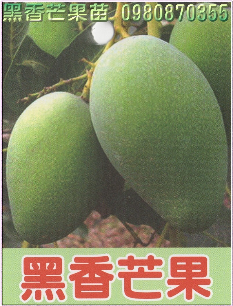 黑香芒果苗,黑香芒果树苗,黑香芒果苗出售,黑香芒果种苗,黑香芒果果苗,芒果树苗,芒果种苗,芒果果苗,芒果苗买卖,芒果苗批发