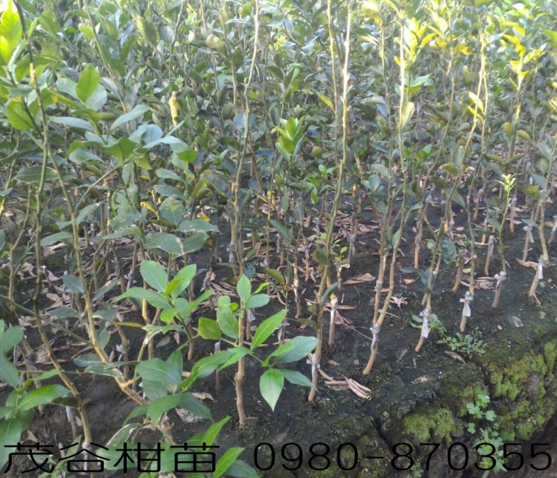茂谷柑种苗