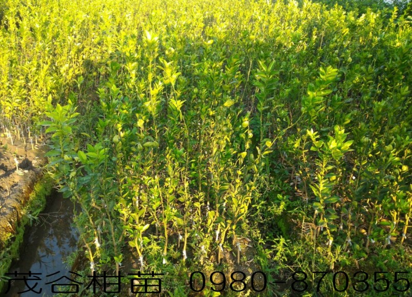 茂谷柑苗批发