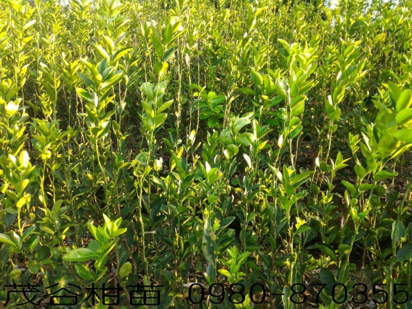 茂谷柑苗买卖
