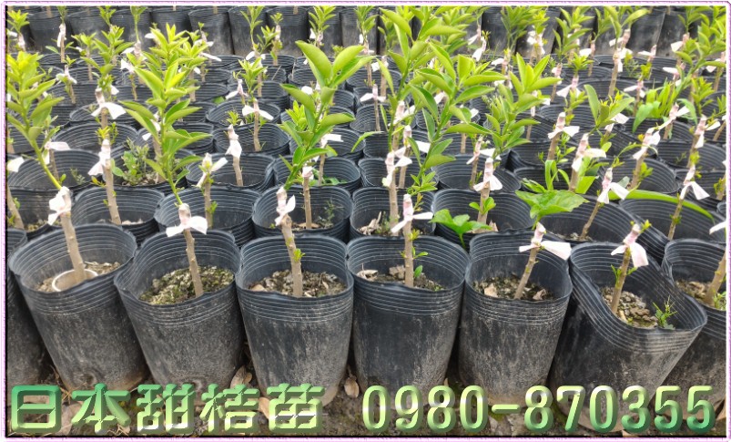 日本甜桔苗,甜桔苗,森联茂种苗园,0980-870355,日本甜桔种苗,日本甜桔果苗,日本甜桔树苗,日本甜桔苗买卖,日本甜桔苗批发