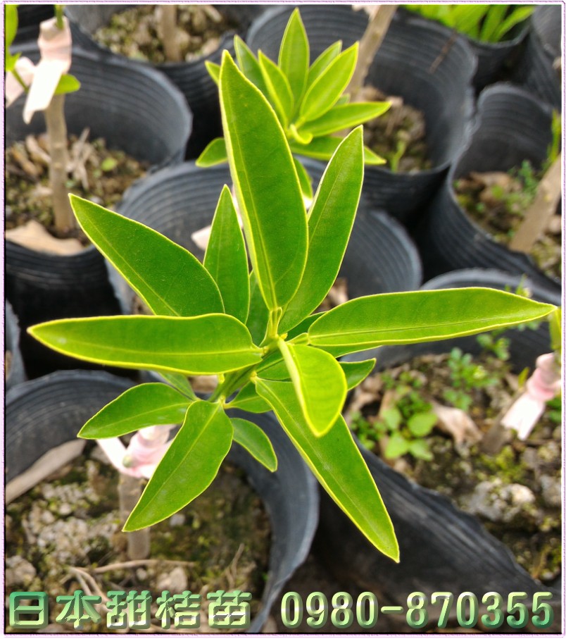 日本甜桔种苗