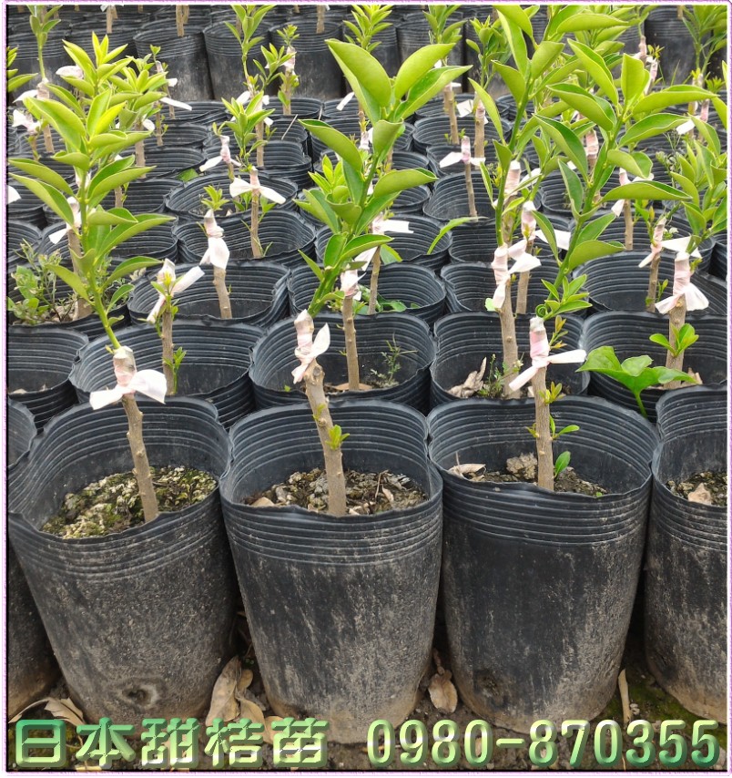 日本甜桔树苗