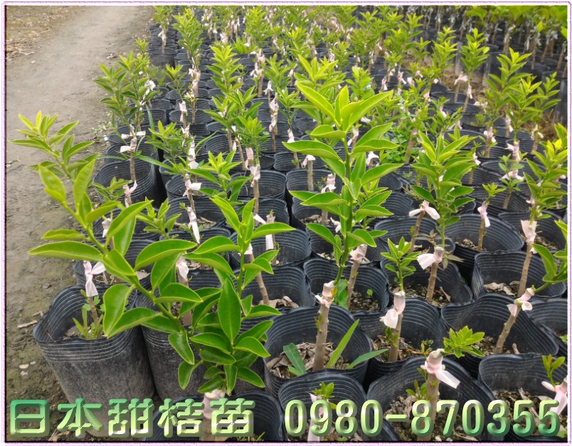 日本甜桔苗买卖