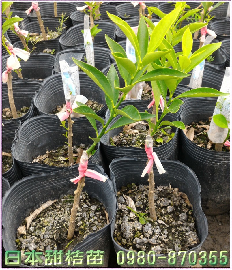 日本甜桔苗批发