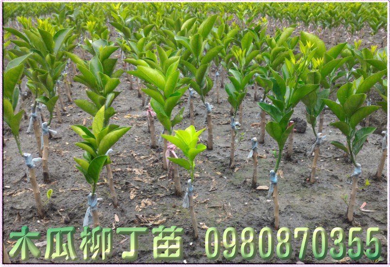 木瓜柳丁树苗,木瓜蜜丁树苗