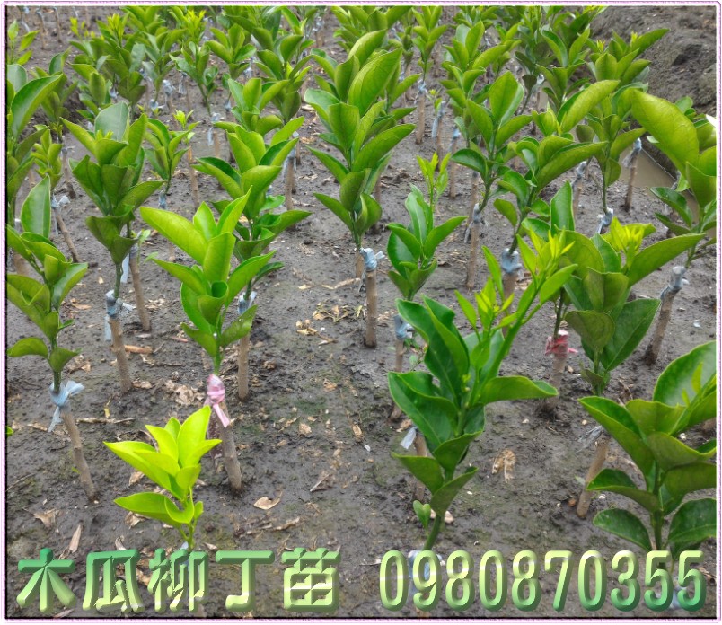 木瓜柳丁种苗,木瓜蜜丁种苗,木瓜柳丁苗买卖,木瓜蜜丁苗批发