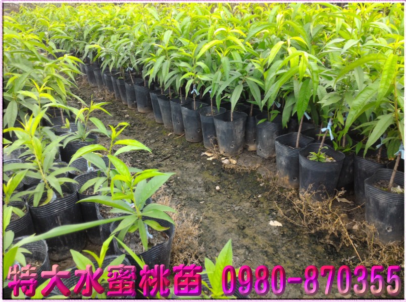 特大水蜜桃苗,特大水蜜桃苗买卖,特大水蜜桃苗批发