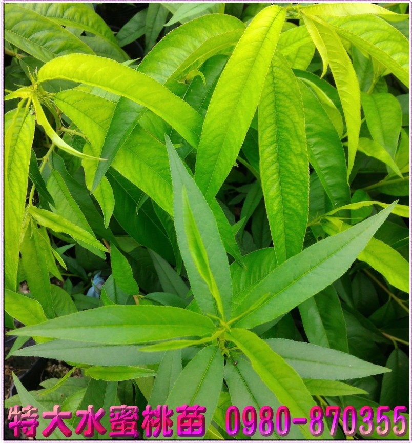 特大水蜜桃种苗