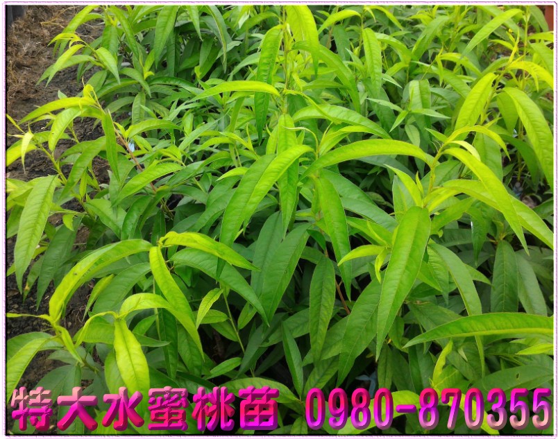 特大水蜜桃树苗